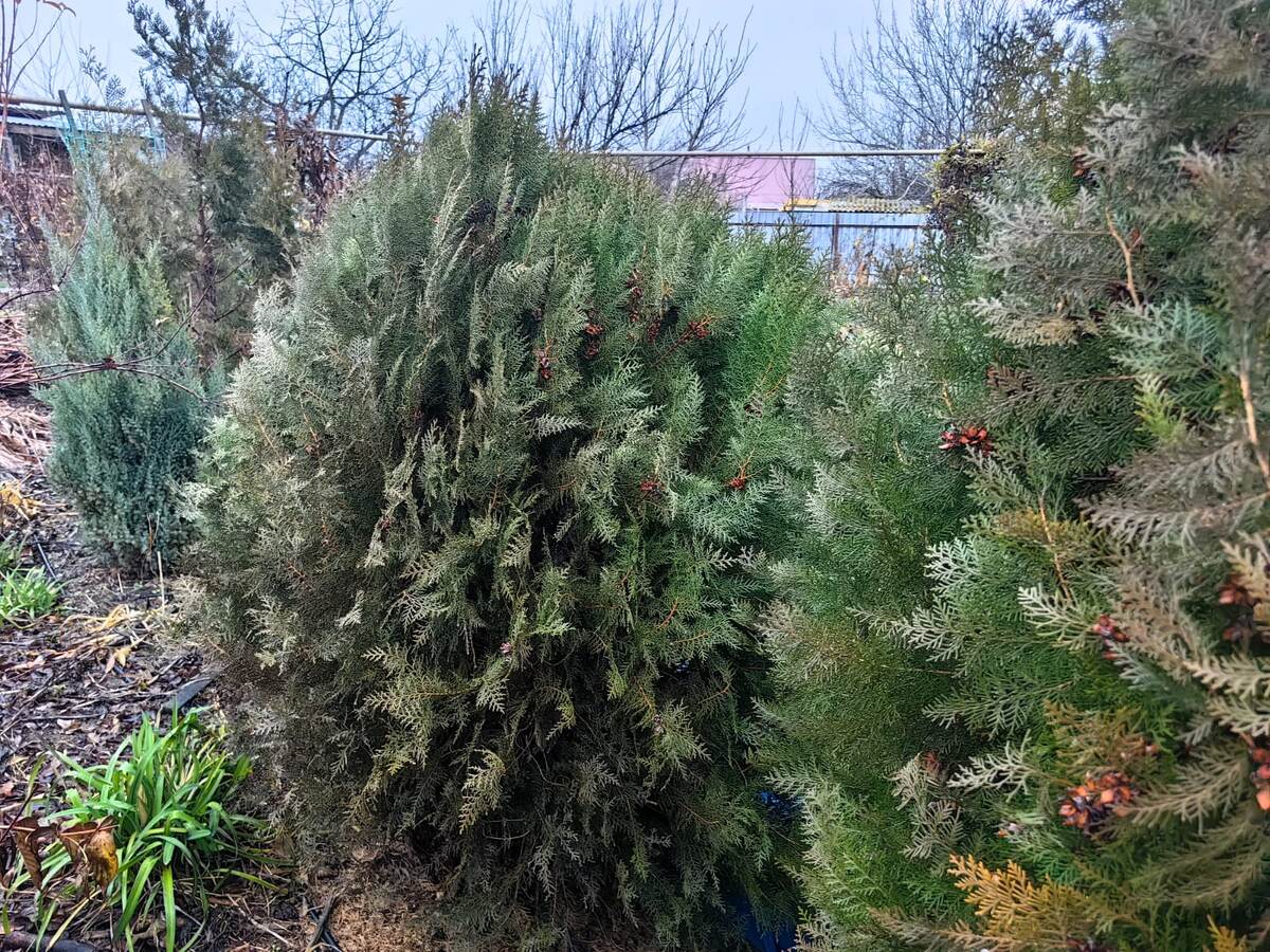 Хвойные растения из "зелёной стены" зимой. Фото автора