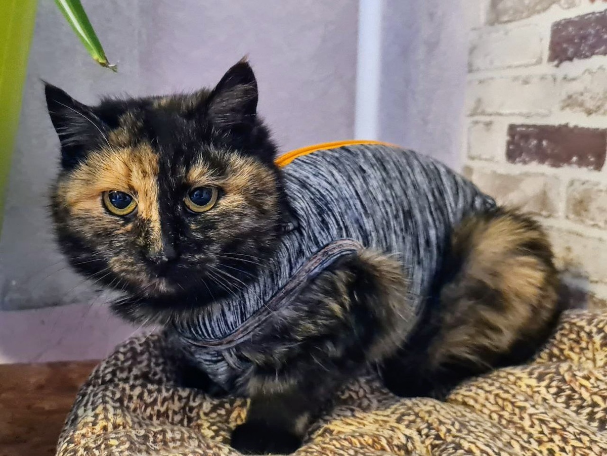 Мамочки, какое у Музы ЛИЦО. Кошка-луна! 