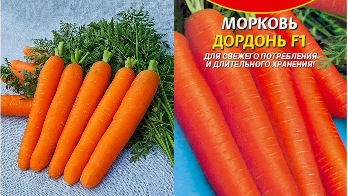 Морковь Дордонь F1 - результат минимального ухода