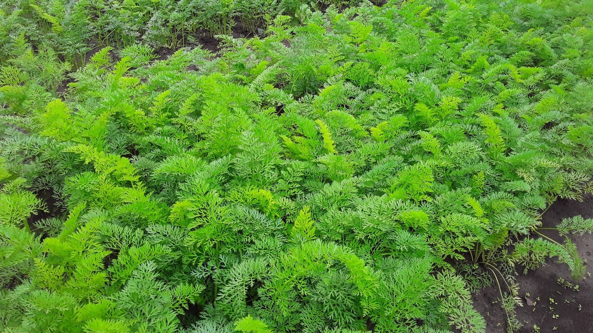  Грядка с морковью Дордонь F1 в середине июля, результат еженедельного полива