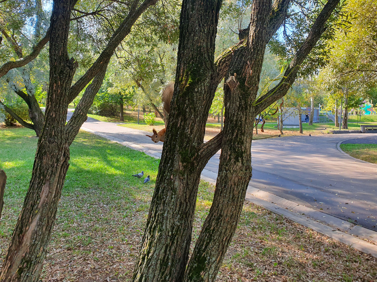 За день до родов гуляли с Саней и встретили белочку в парке. Здесь я себе даже представить не могла, что вечером следующего дня уже буду держать на руках нашу малышку