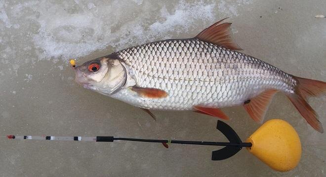 Фото: podlednik.ru