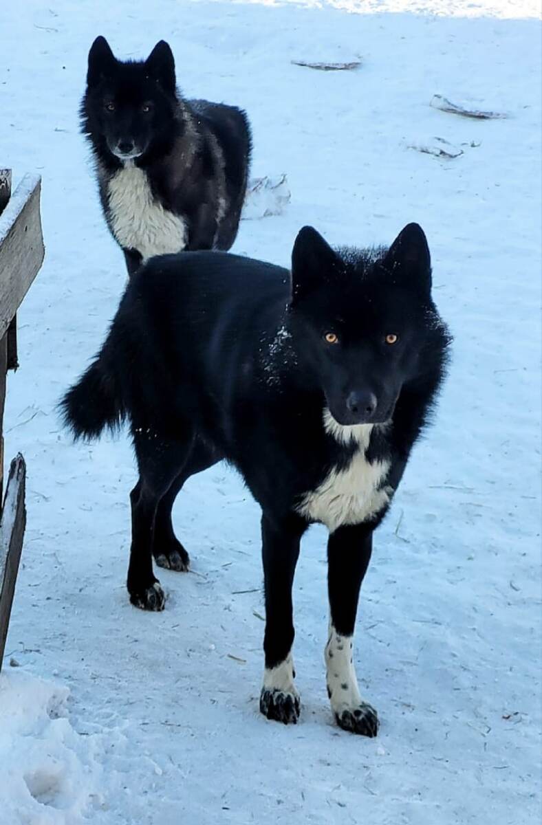 Папа с мамой. Мама - волкособ первого поколения, ф1, в ней также 50% волка и самоед. 