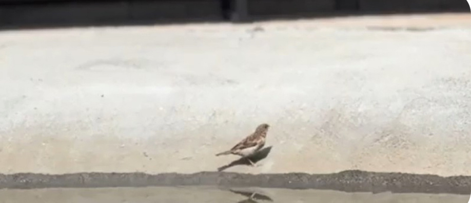 Зубастый крокодил чуть воробья не проглотил.