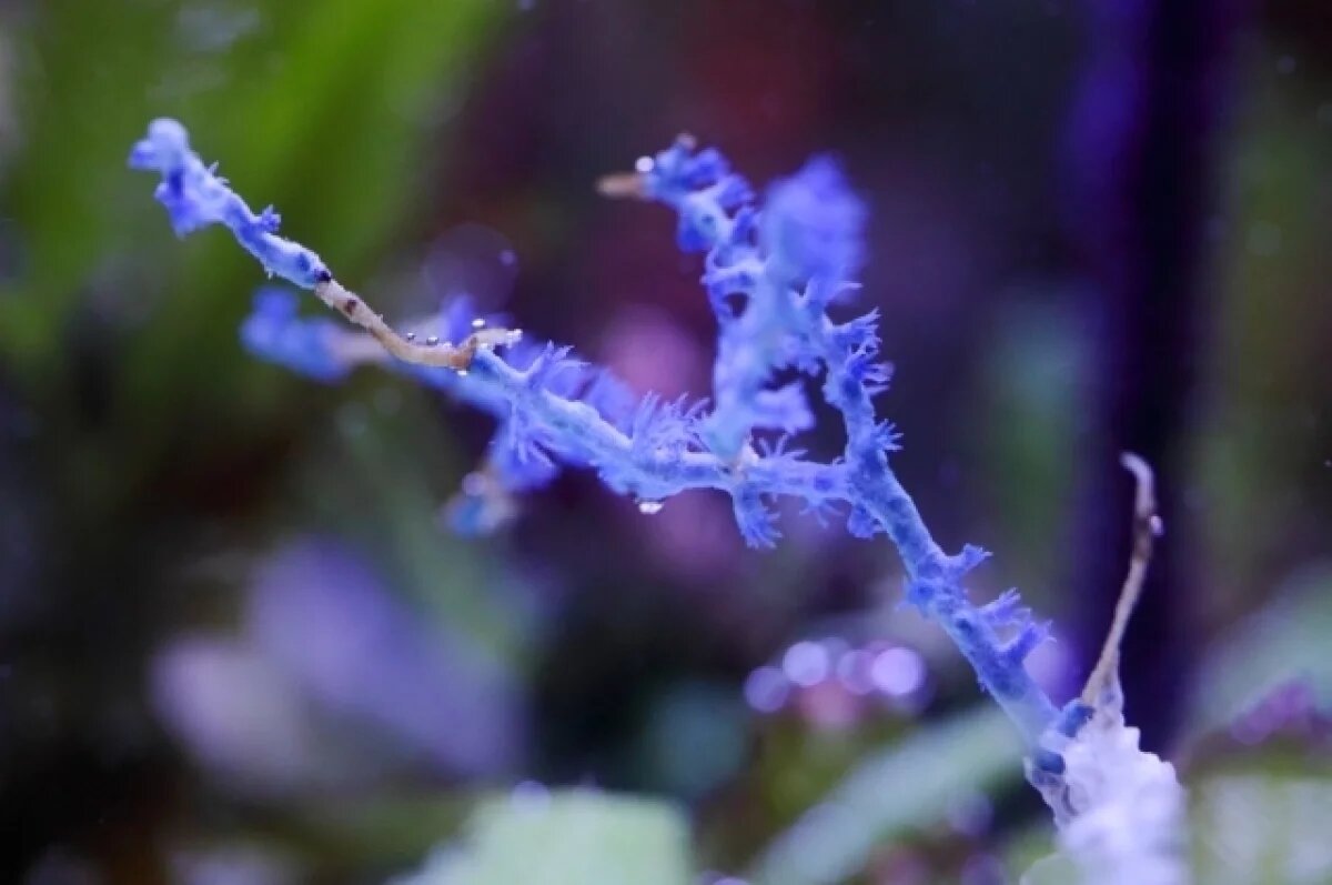    93 коралла изъяли таможенники Толмачево у вернувшегося из ОАЭ туриста