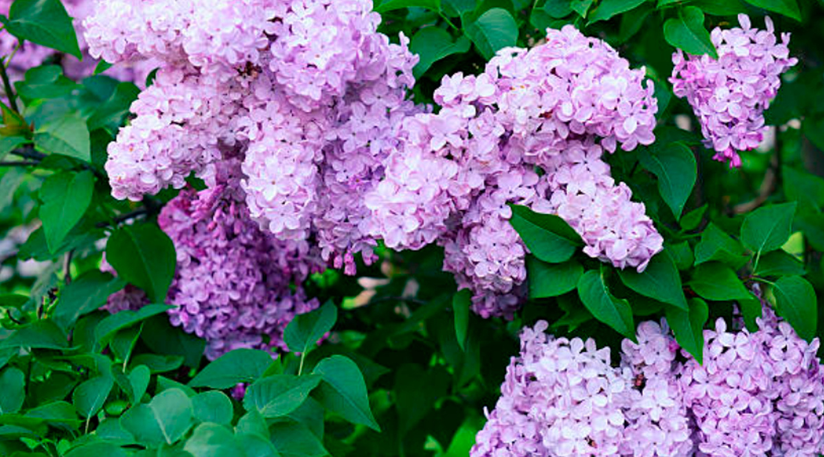 Сирень (Syringa) 