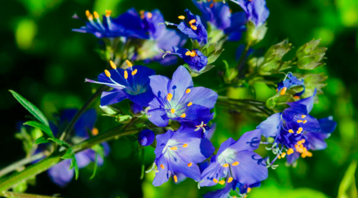 Синюха голубая (Polemonium caeruleum)