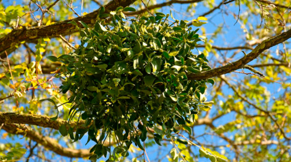 Омела белая (Viscum album) 