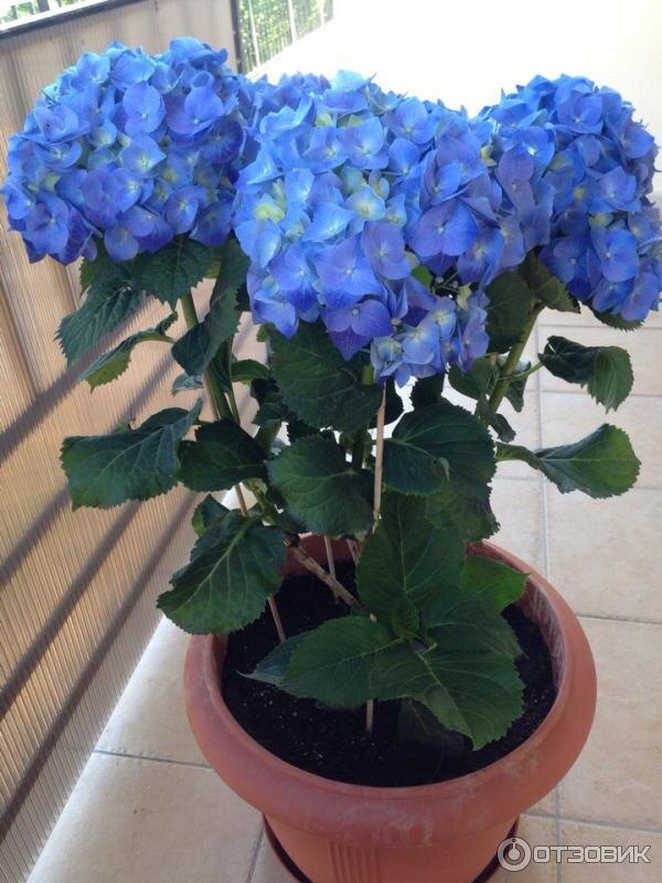 Комнатная гортензия.Фото с сайта otzovik.com