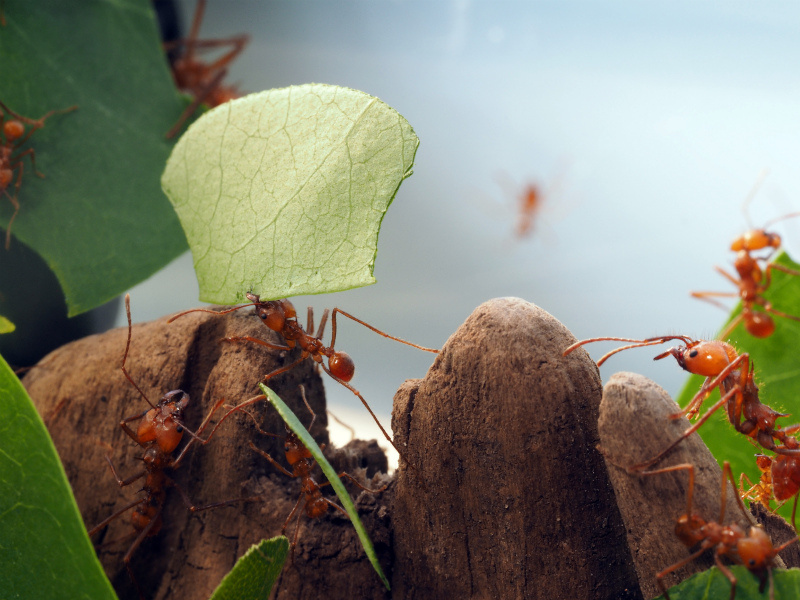 Муравей-листорез