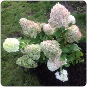 Фото с сайта irecommend.ru