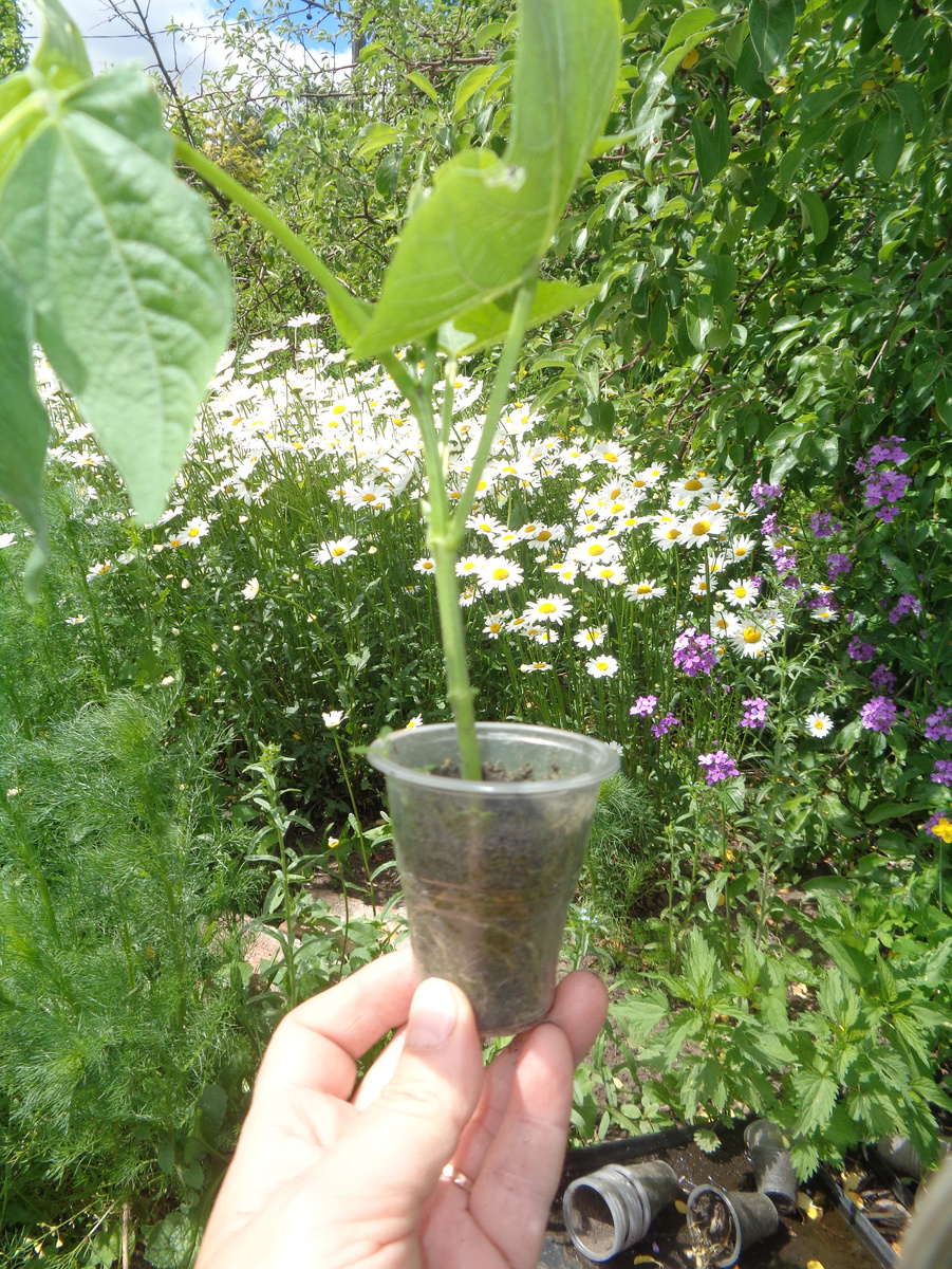 Рассада фасоли