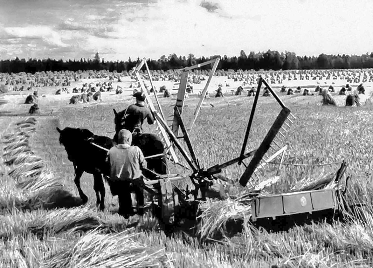 Дети наравне со взрослыми работали в поле.