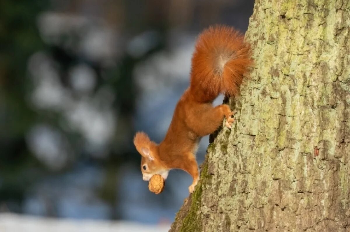    В кемеровском Парке чудес открылось первое кафе для белочек