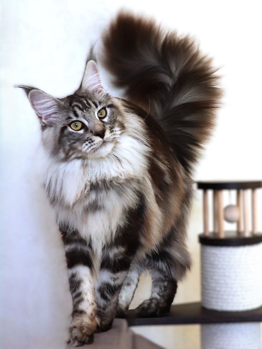 На фото выпускница питомника Dreamland Narnia - Ami