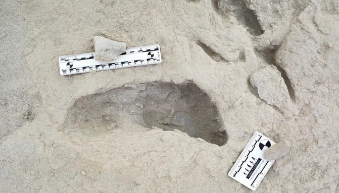 Ископаемый след, предположительно оставленный видом гоминидов, известным как Paranthropus boisei. Это один из 12 таких следов, обнаруженных в Кении и датируемых 1,5 миллионами лет назад. Кевин Г. Хатала / Чатемский университет