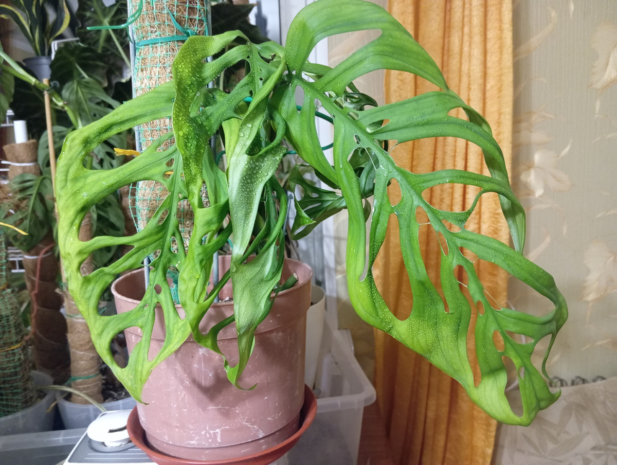 Монстера Эскилето. Фото автора