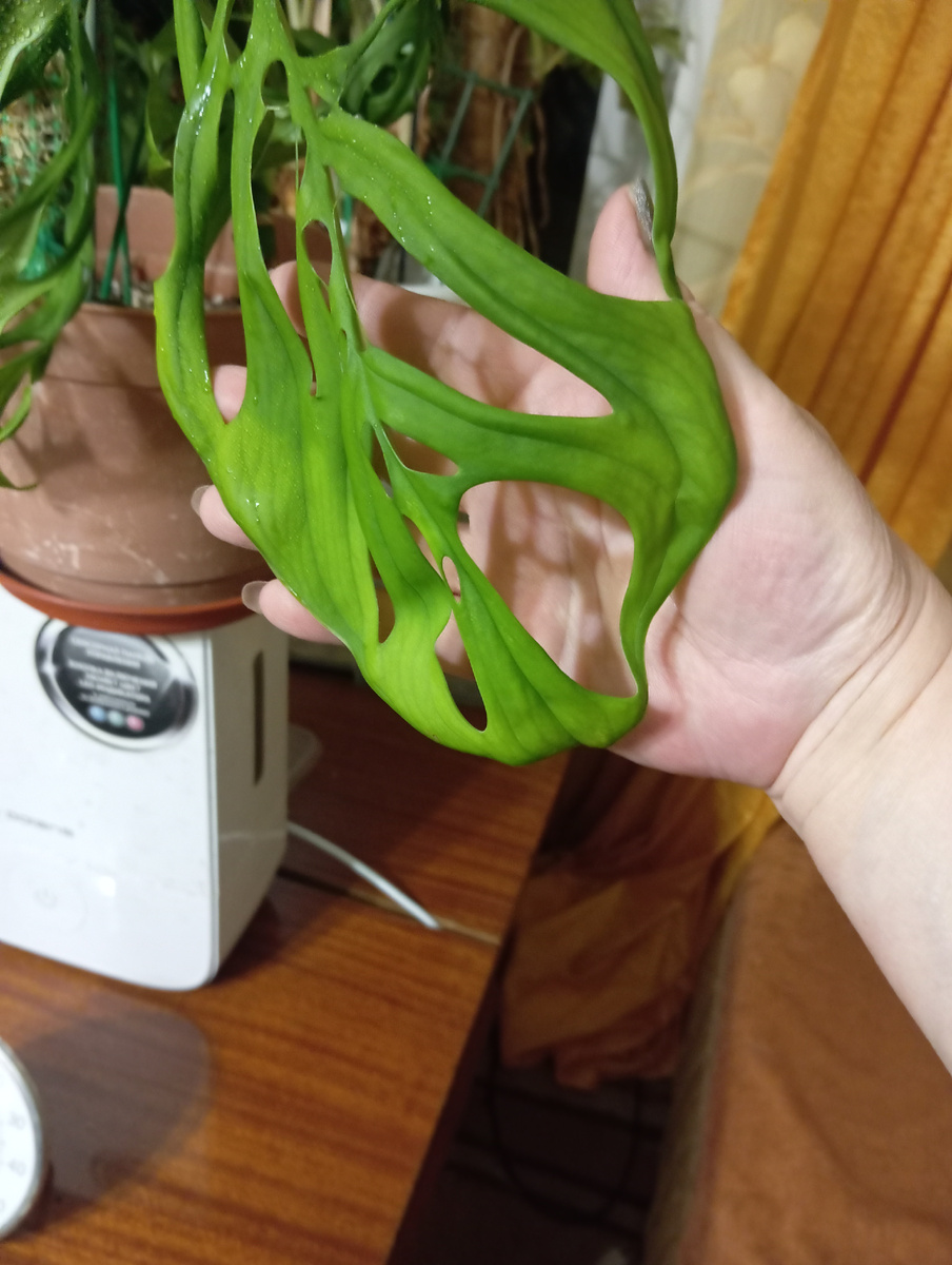 Роскошная перфорация монстеры Эскилето. Фото автора