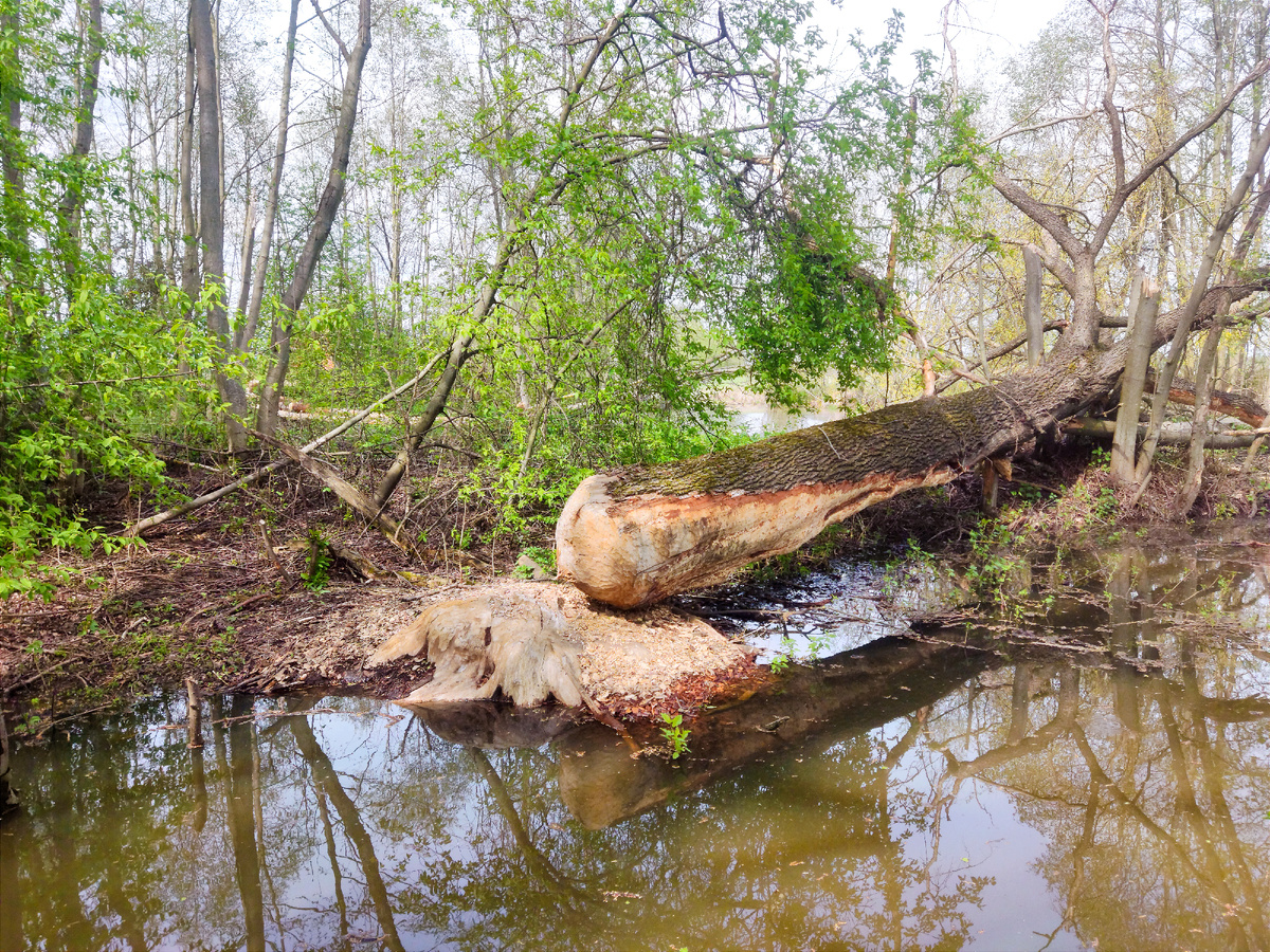 Крупное дерево, поваленное бобром (фото - Гузов Евгений, 2024 г) 