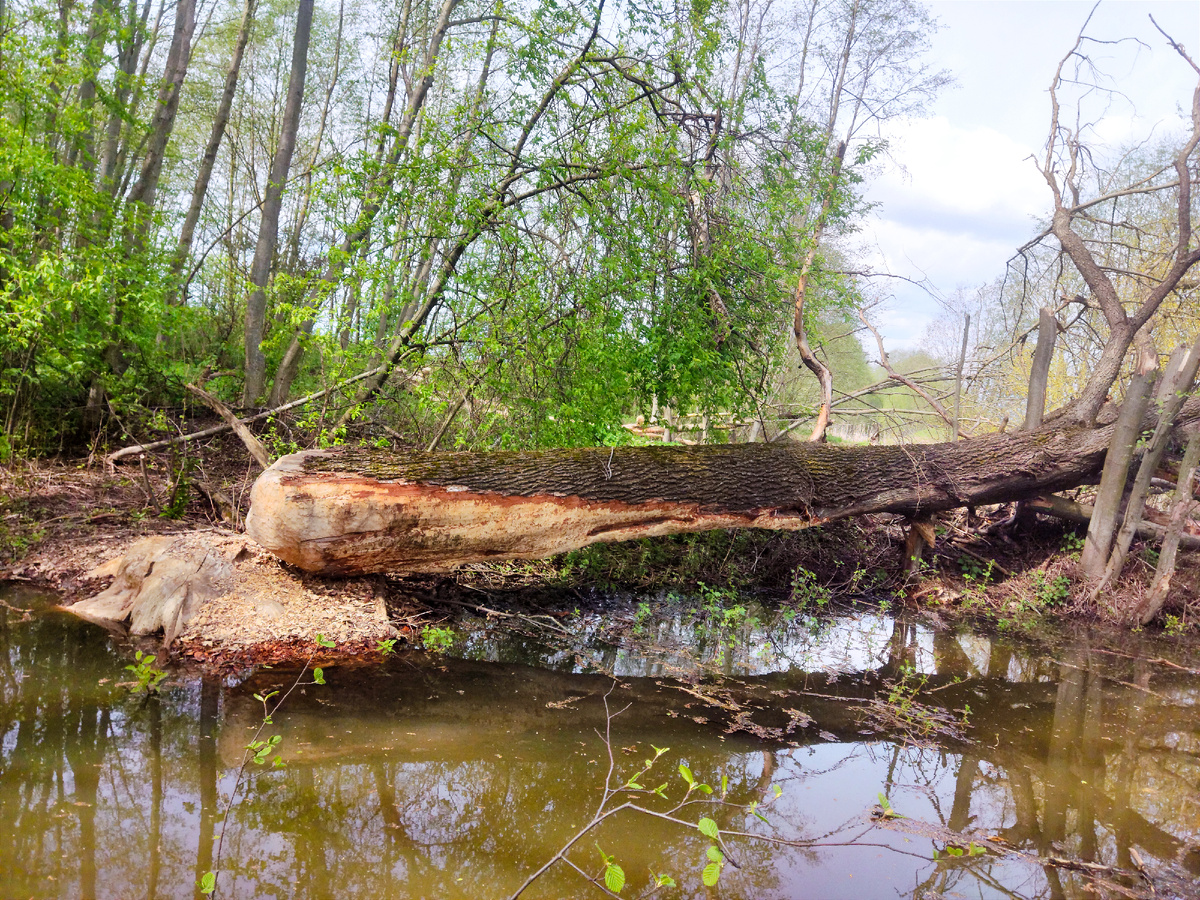 Крупное дерево, поваленное бобром (фото - Гузов Евгений, 2024 г) 