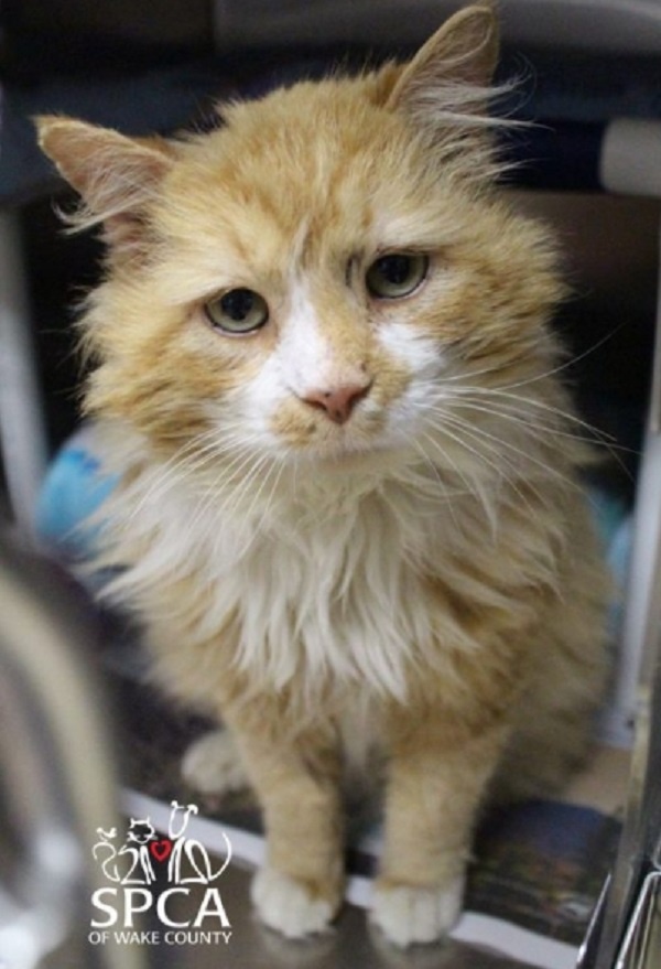 Фото: соцсети