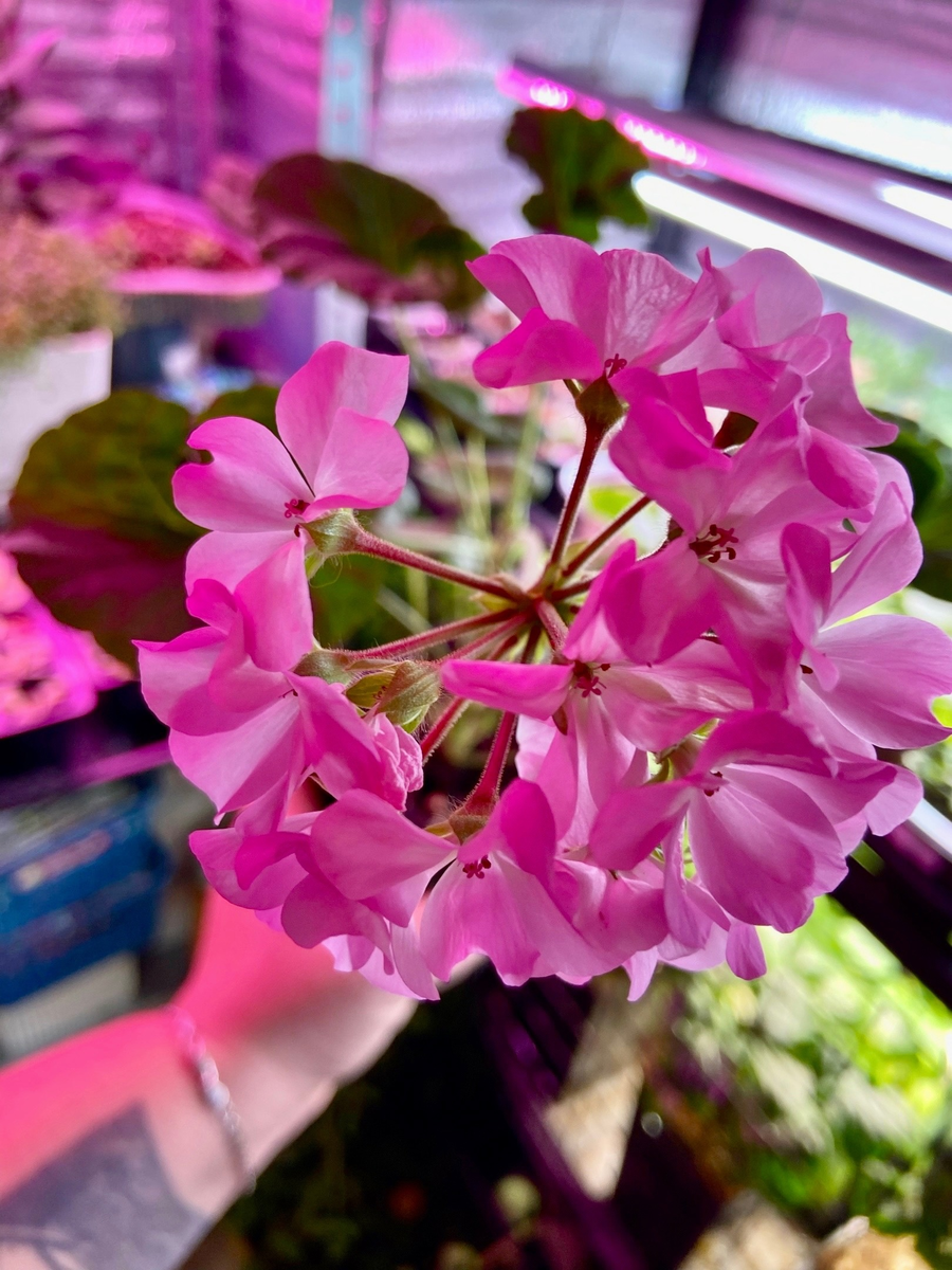 Фото Милы Костриковой -  пеларгония Горизонт F1 Лавандовая