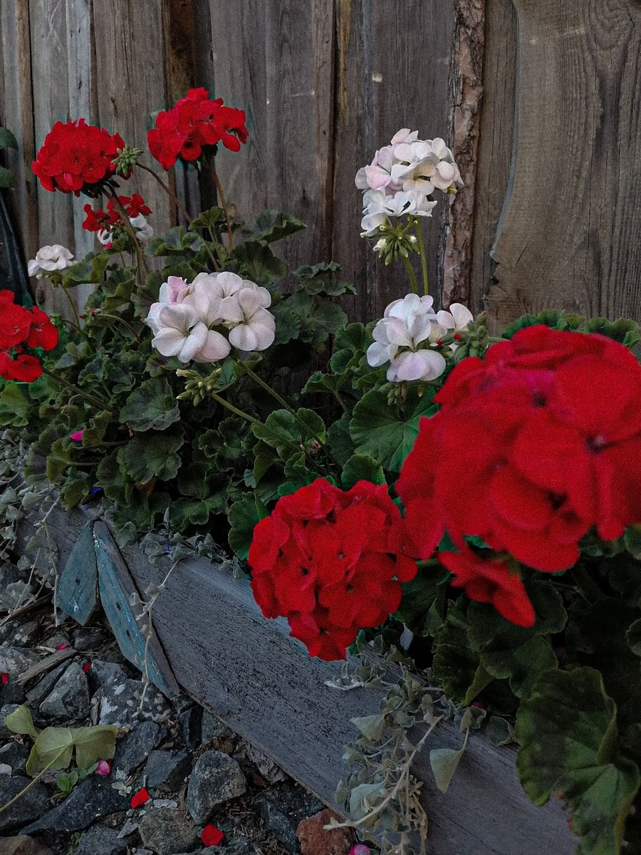 Фото Анны Малых - пеларгония Горизонт F1 Дип Ред и Пьюр Вайт