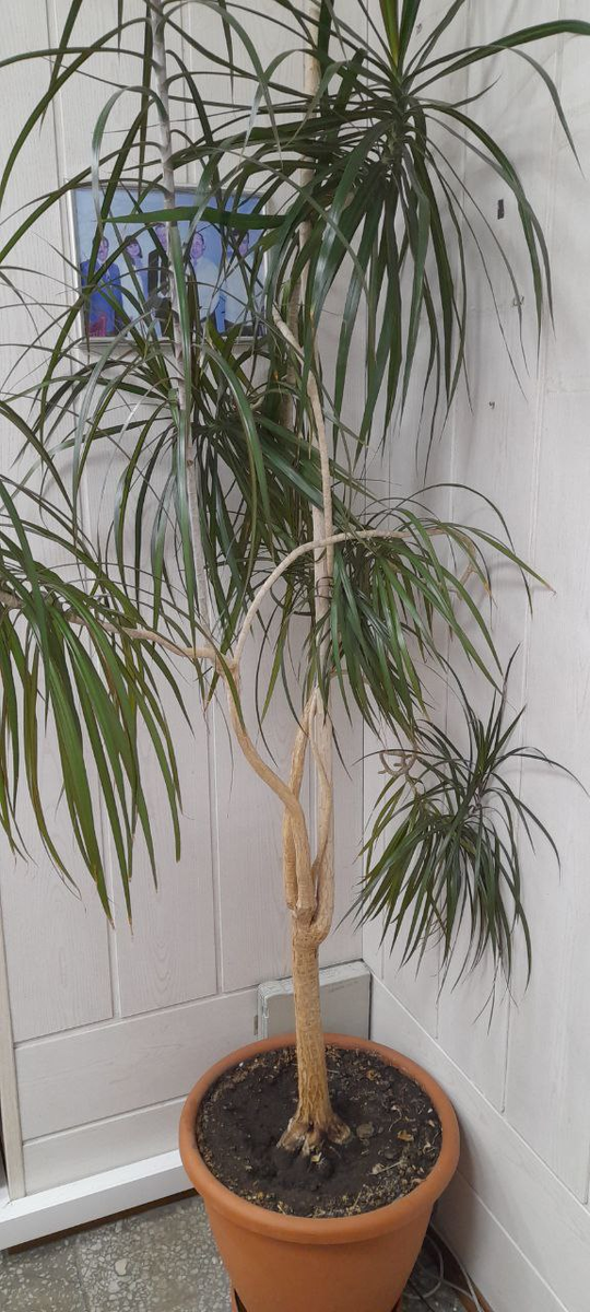 Драцена в офисе