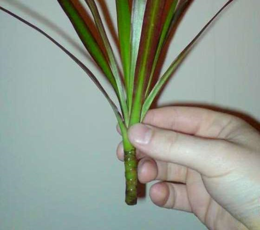 Верхушечный черенок