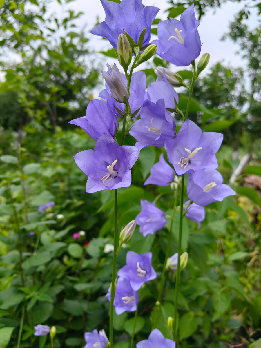 Колокольчик персиколистный в саду. Также есть сорт с белыми цветками