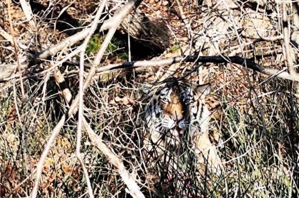    Сбитый вблизи Фокино тигр может представлять опасность для водителей
