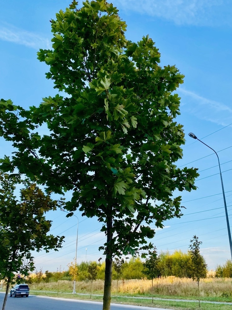     Фото: "МК в Калуге"