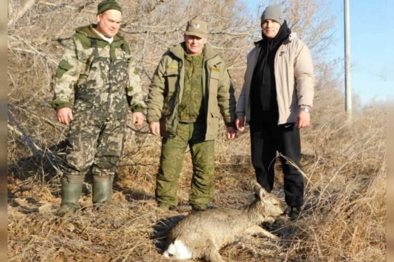    Выбилась из сил. В Октябрьском районе на реке Салмыш спасли ослабевшую косулю Кристина Просвиркина