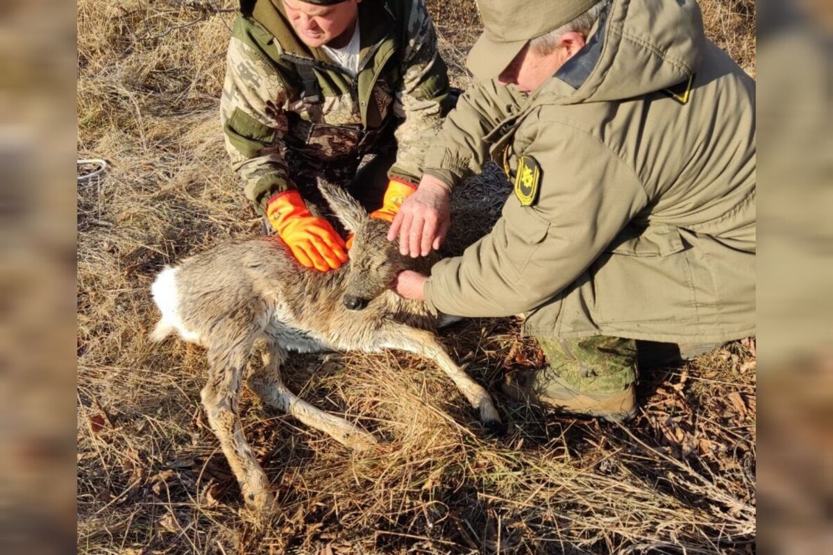    Выбилась из сил. В Октябрьском районе на реке Салмыш спасли ослабевшую косулю Кристина Просвиркина