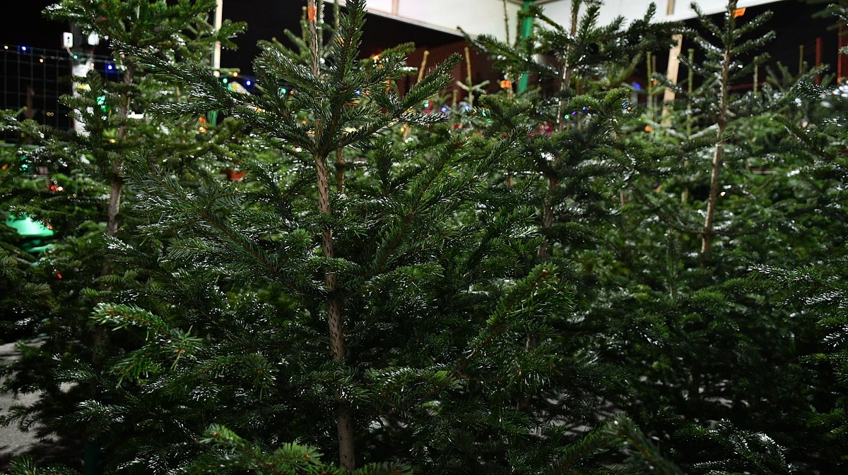     Фото: Александр Райко