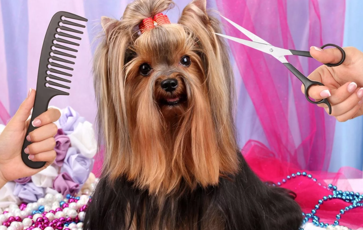 Груминг — это комплекс процедур по уходу за внешним видом животных, включающий стрижку шерсти, мытьё, расчёсывание, уход за когтями, ушами и зубами. Основная цель груминга — поддержание гигиены, здоровья кожи и шерсти, а также эстетичный внешний вид питомца. Эта процедура может проводиться как в специализированных салонах, так и дома, с использованием специальных инструментов.