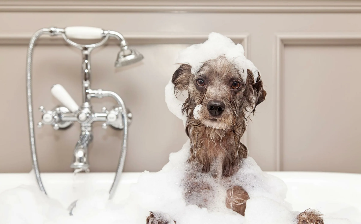 Мытьё собаки — важная часть ухода, помогающая поддерживать гигиену, здоровье кожи и шерсти. Регулярность процедур зависит от породы, типа шерсти и уровня активности питомца.