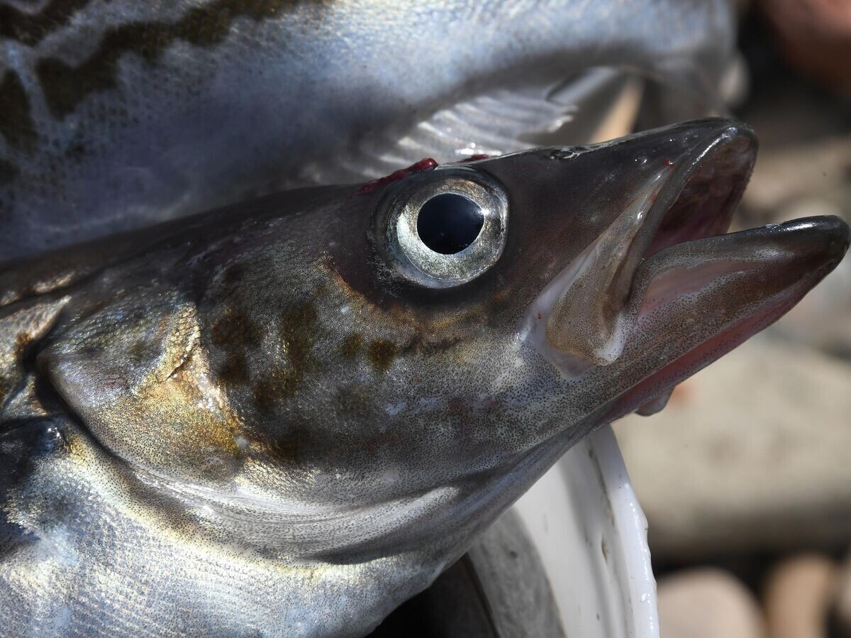    Любительский лов минтая в Уссурийском заливе© РИА Новости . Виталий Аньков