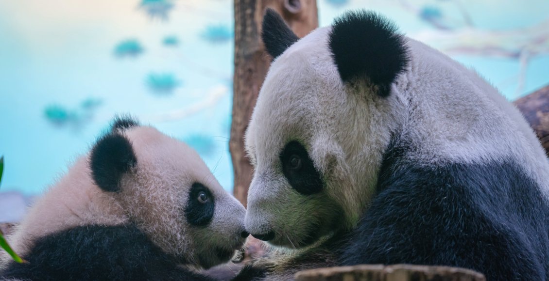    Фото: Московский зоопарк