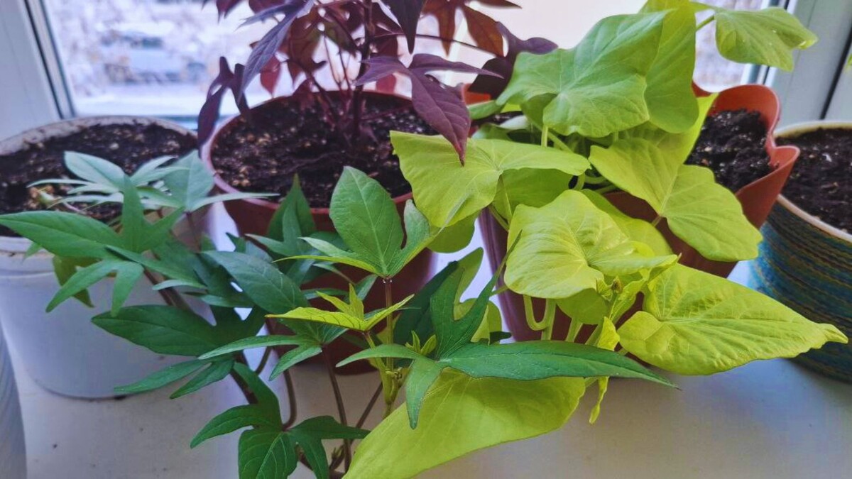 Черенковала в сентябре