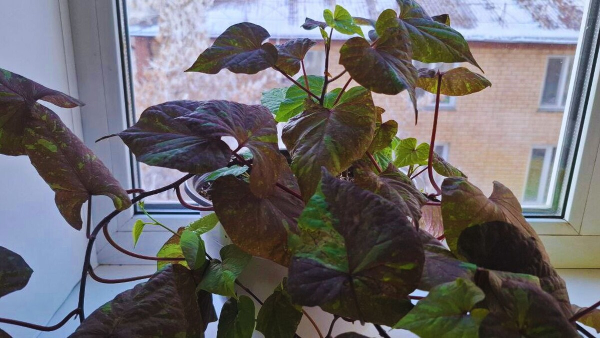 Прекрасно растет на подоконнике