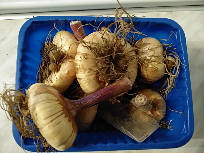 Луковицы гладиолусов в ноябре