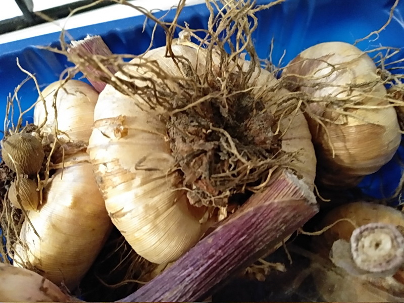 Луковица гладиолуса со старой материнской луковицей и высохшими корешками