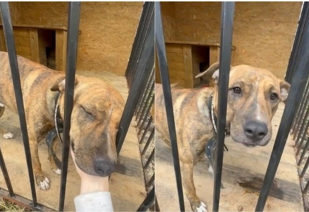 Фото: соцсети 