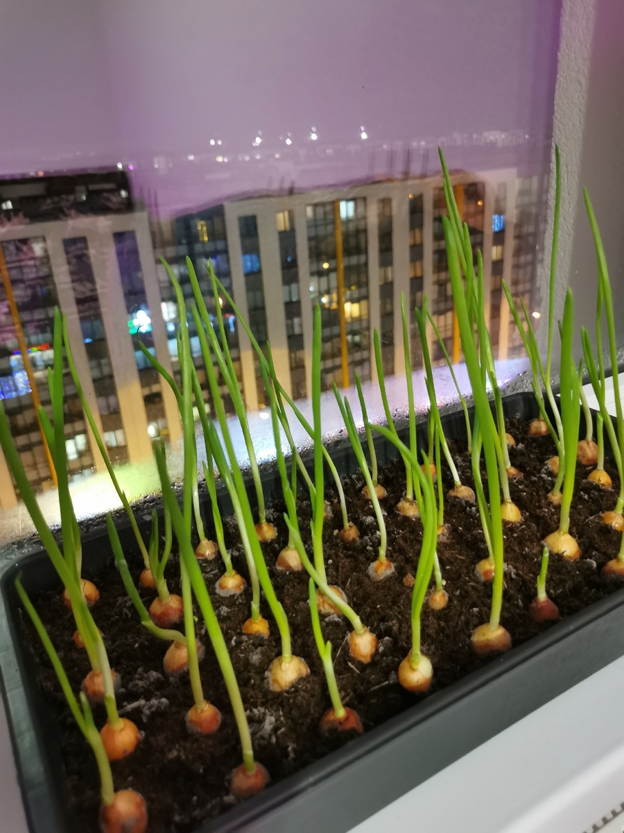 Свежий лук к новогоднему столу готов!