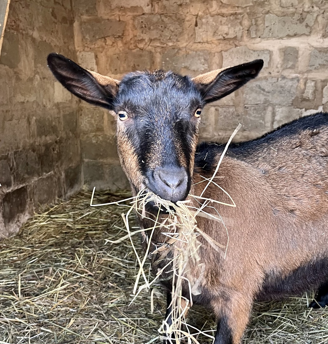 Не хочу я в космос, нас и тут неплохо кормят…