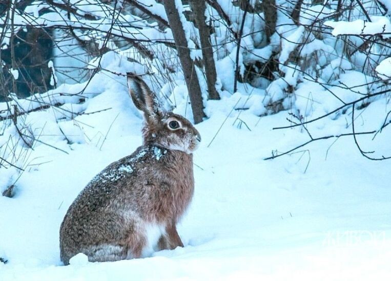 Фото: givoyles.ru