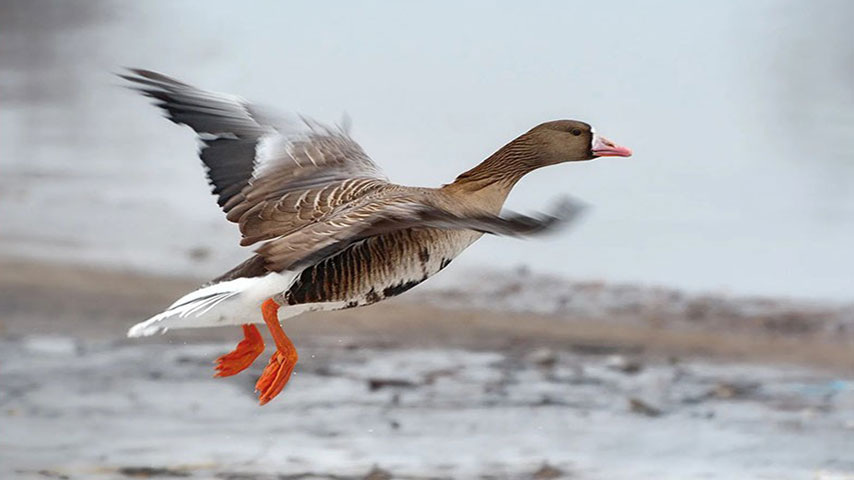     glav-dacha.ru Охота Сибири