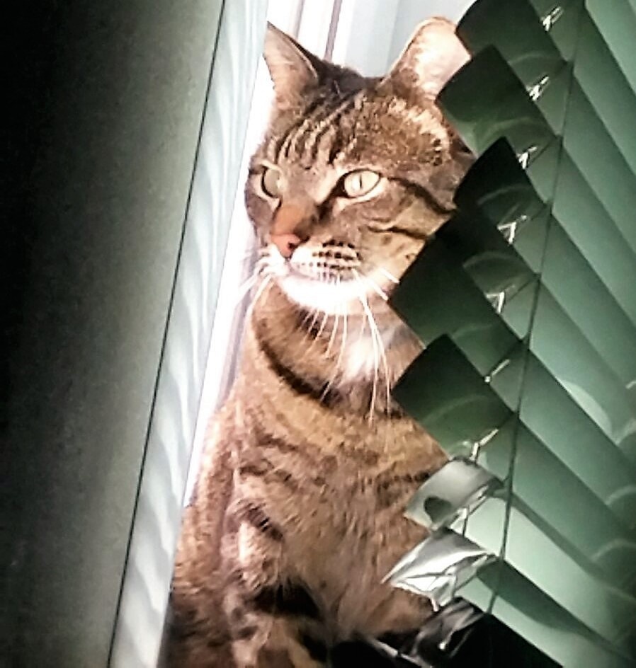 За фото Барса благодарю Елену Т)