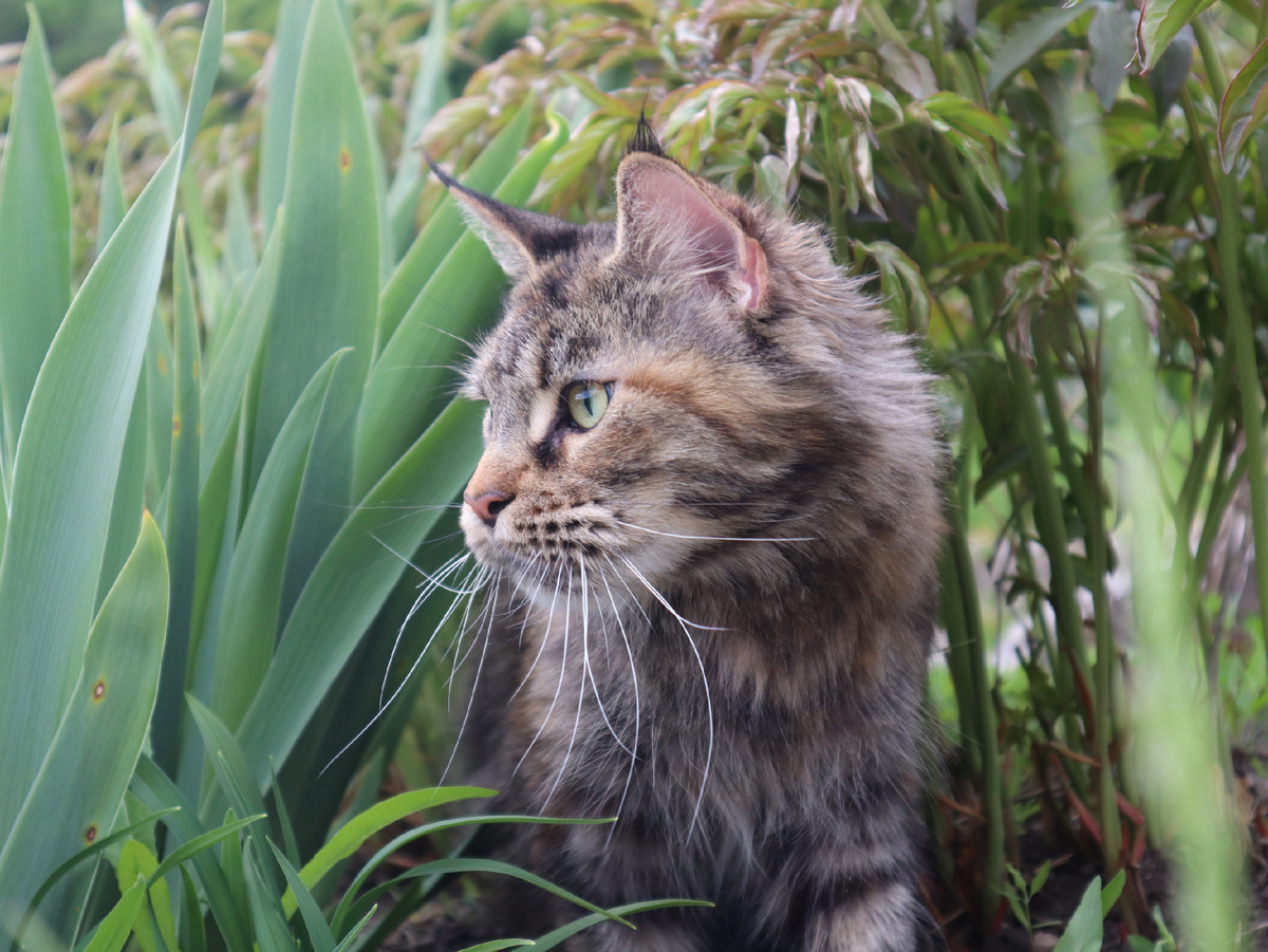 Фото из личного архива. Дария: https://www.dark-flame.ru/cats/ch-dariya-white-king